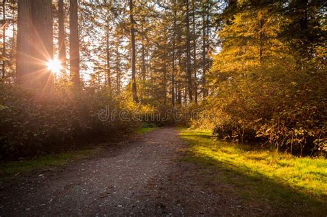 A Tranquil Dirt Path In A Forest With The Sun Shining Through The Trees