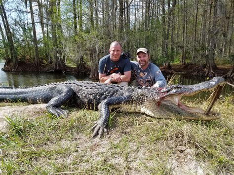 Florida Alligator Hunt