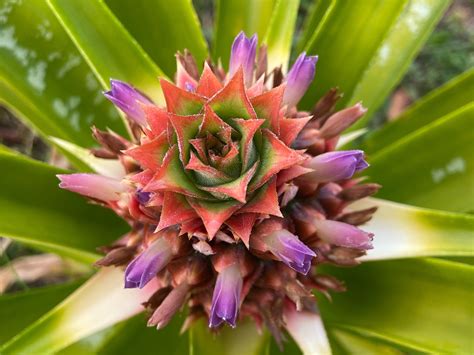 My Pineapple Is Flowering I Just Love The Colors Rgardening