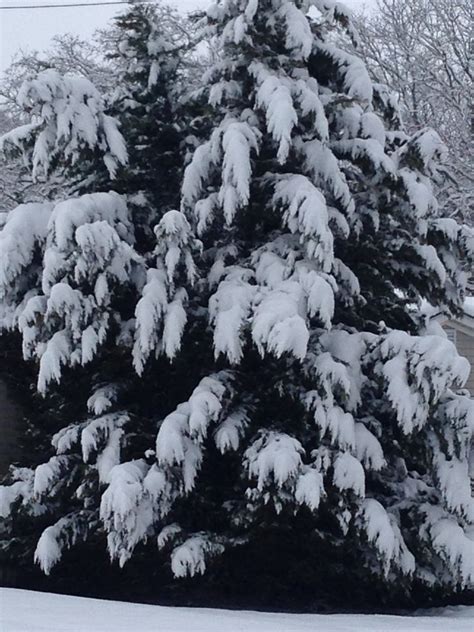 Snow Covered Christmas Tree Snow Covered Christmas Trees Snow Tree