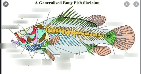 Bony Fish Anatomy Diagram Quizlet