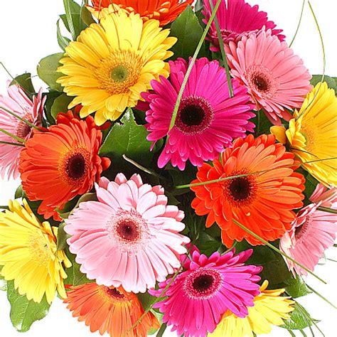 Gerbera Bouquet Delivered Next Day