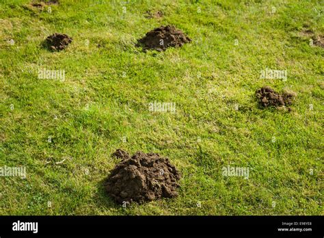 Newly Dug Mole Hill On A Garden Lawn In Autumn Stock Photo Alamy