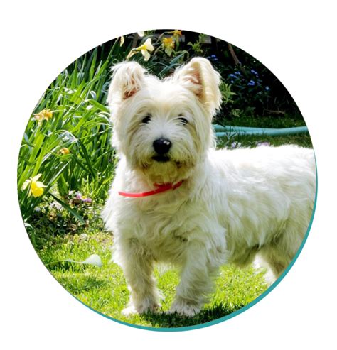 West Highland White Terrier Dog Breeds Breed Information Mad Paws