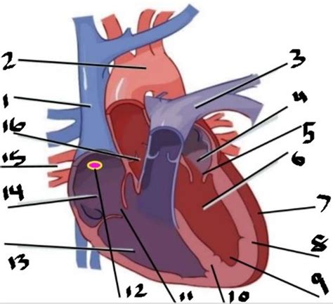 Anatomy And Physiology Label The Heart Diagram Diagram Quizlet
