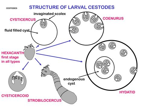 Ppt Cestodes Typical Mode Of Life Of Tapeworms Eg Taenia Ovis