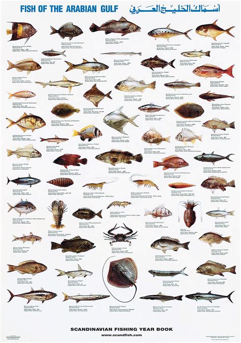 Buy Arabian Gulf Fish Poster Online Here Linaa