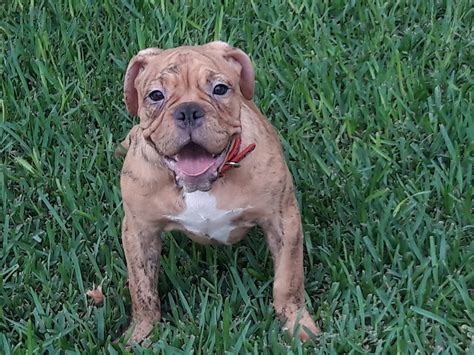 Advertise, sell, buy and rehome english bulldog dogs and puppies with pets4homes. Old English Bulldog Puppies For Sale | Cedar Park, TX ...