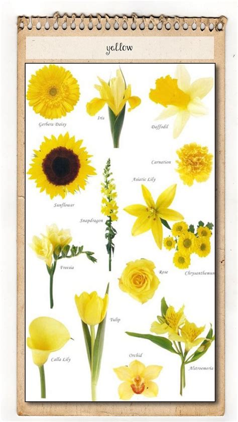 In this lesson, we will discuss 30 most common flower names in english with urdu meanings. 201 best flower names & colors images on Pinterest ...