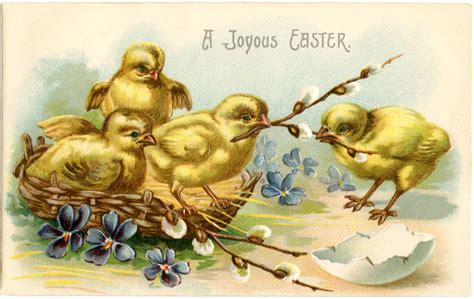 Adorable Easter Chicks Graphic The Graphics Fairy