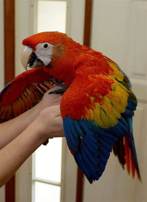 Find a pet birds for sale on gumtree, the #1 site for birds for sale classifieds ads in the uk. How To Find the Differences Between Parrot and Macaw ...