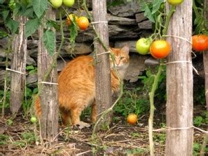 Overlast Katten Het Beste Middel Tegen Katten In De Tuin