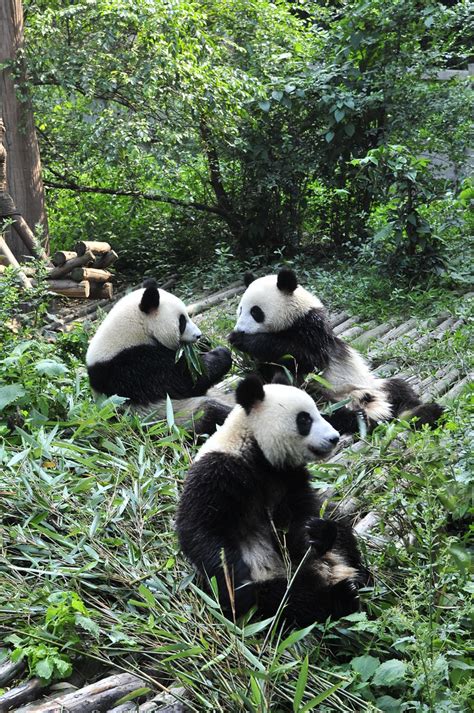 Giant Panda In Chengdu Panda Base Sichuan China The