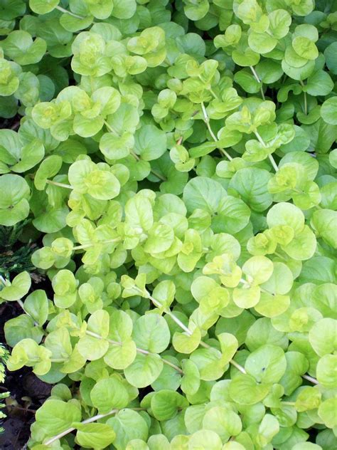 30 Easy Groundcovers For Your Garden Better Homes And Gardens
