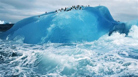 Wallpaper Birds Penguins Animals Nature Iceberg
