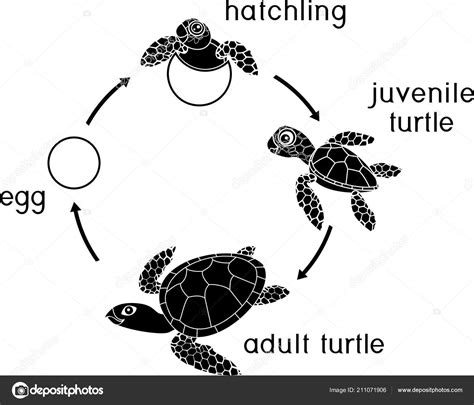Life Cycle Sea Turtle Sequence Stages Development Turtle Egg Adult