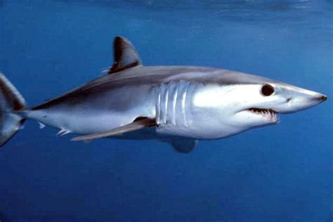 Aside from the fact that they grow to a good size if, given space, they are very active and need plenty of room to turn their long. 10 Essential Mako Shark Facts | Mako shark, Shark facts ...