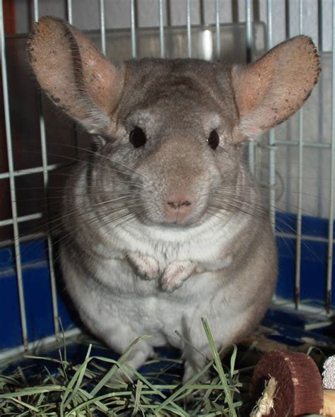 Chinchilla Available For Adoption From SPCA - Bernews
