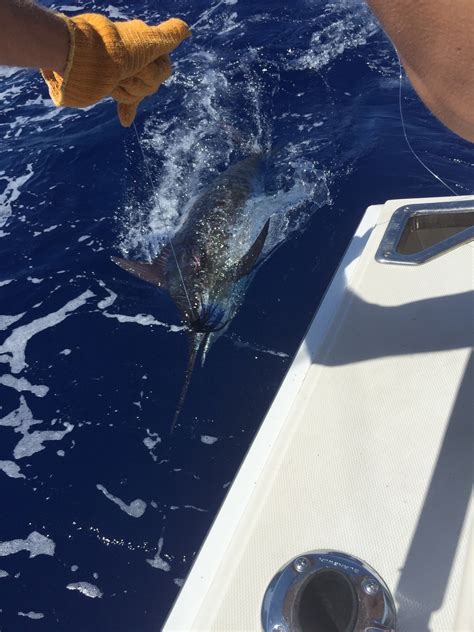 Marlin Fishing Stuart Florida