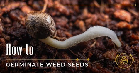 How To Germinate Weed Seeds The Sanctuary