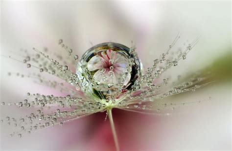 Amazing Photo Water Drop Flower Reflection Photography Water Drops