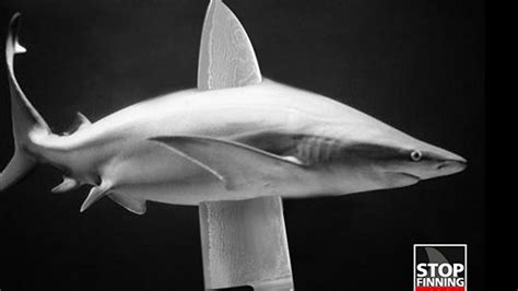 Petition · End Shark Finning Globally ·