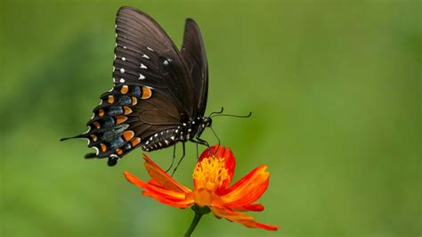 The background of this screen can be a single colour, multiple colours, or some other graphical representations. Black Butterfly Wallpaper ·① WallpaperTag