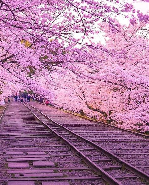 Cherry Blossoms In Kyoto Japan 🌸🌸🌸 Picture By Puraten10