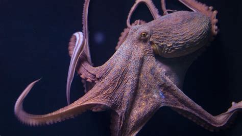 Why Female Octopuses Self Destruct After Laying Eggs