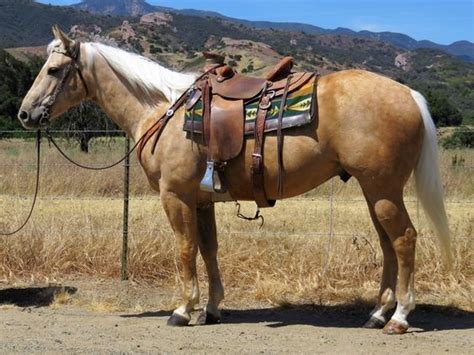 And her 2009 palomino large well built registered quarter horse mare. Check out this amazing 5 YEAR OLD 15.1 HAND PALOMINO GELDING Quarter Horse for sale in Oak view ...