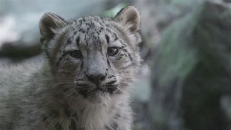 Rare Snow Leopard Cubs Make Debut At Bronx Zoo