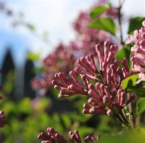 From Bud To Bloom The Korean Lilac Alan Ilagan