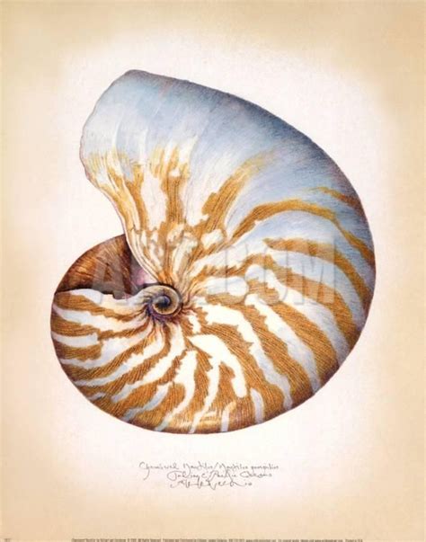 Chambered Nautilus Nautilus Chambered Nautilus Shell Art