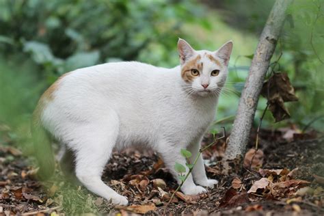Morningside Park Cat Retreats Into The Bushes Harry Shuldman Flickr