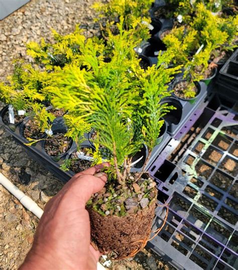 Crippsii Golden Hinoki Cypress New Life Nursery
