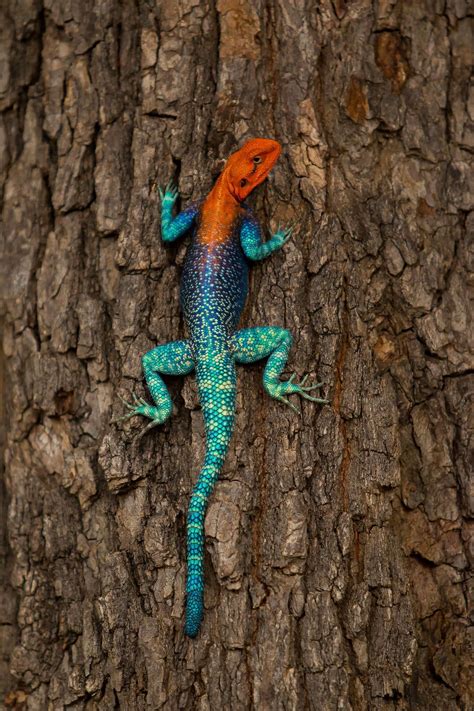 Agama Lizard Colorful Lizards National Geographic Animals Animals