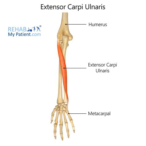 Extensor Carpi Ulnaris Rehab My Patient