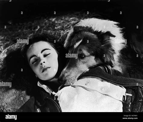 Courage Of Lassie Elizabeth Taylor Lassie 1946 Stock Photo Alamy