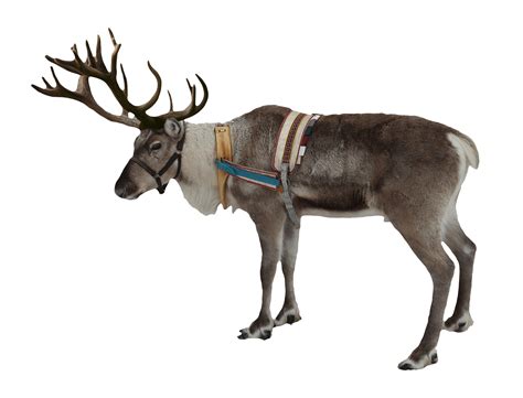 Reindeer Christmas Transparent Png Stickpng