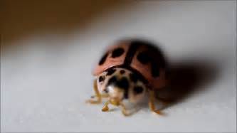Cuteness Overload Pink Ladybug Cleans Itself Macro Entomology Youtube