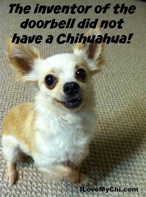 Chihuahua Meme Face 20 Best Chihuahua Memes Of All Time Dansk Butik