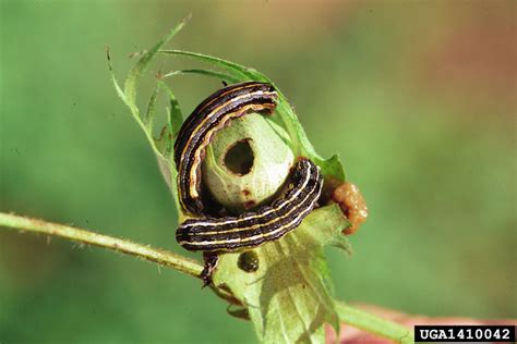 Southern Armyworm Spodoptera Eridania