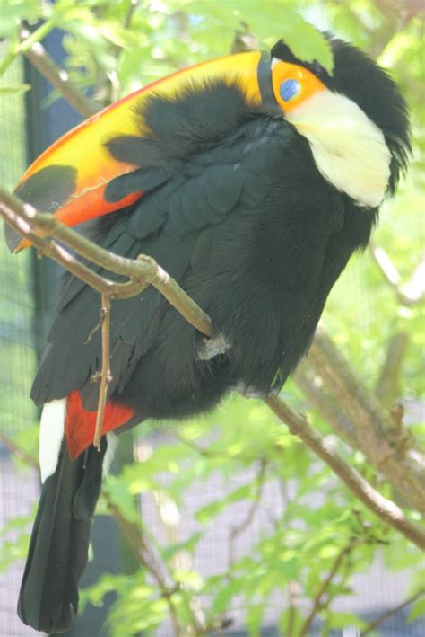 Sleeping Toco Toucan Zoochat