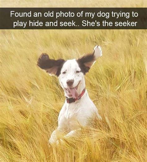 Hilarious Dog Memes That Will Cure Your Bad Day Funny Dog Memes