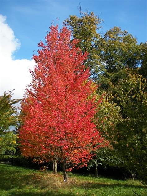 Acer Rubrum ‘bowhall Red Maple Holden Forests And Gardens