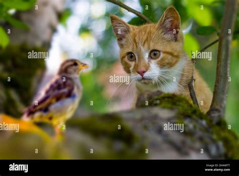 Cat Hunting Bird Hi Res Stock Photography And Images Alamy