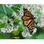 Monarch Butterfly May Be Moved To Threatened Species List  Organic