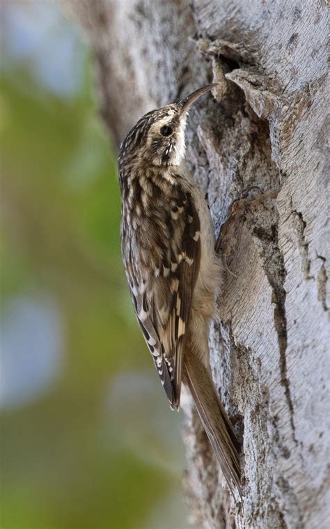 Brown Creeper San Diego Bird Spot