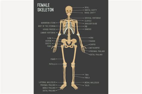 To many women's delight, more and more men are also starting to see the value of booty gains. Female Skeleton Image ~ Illustrations ~ Creative Market