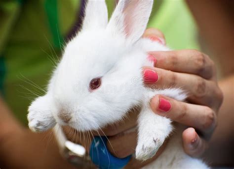 White Rabbit In Hands Stock Photo Image Of Hold Looking 43265282